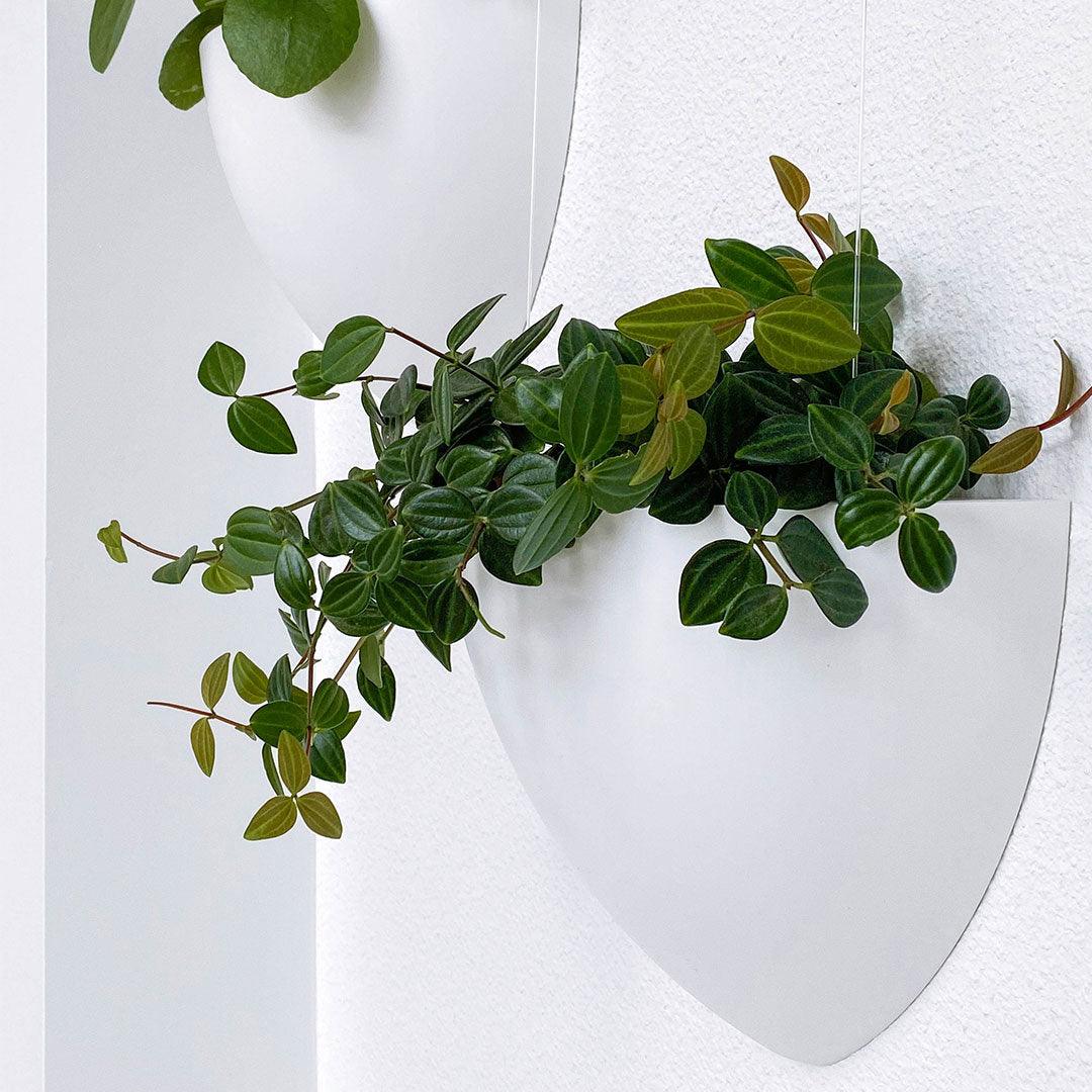 Artiteq Botaniq Blomsterpotte for opphengssystemer komplettset - Bildeopphengssystem