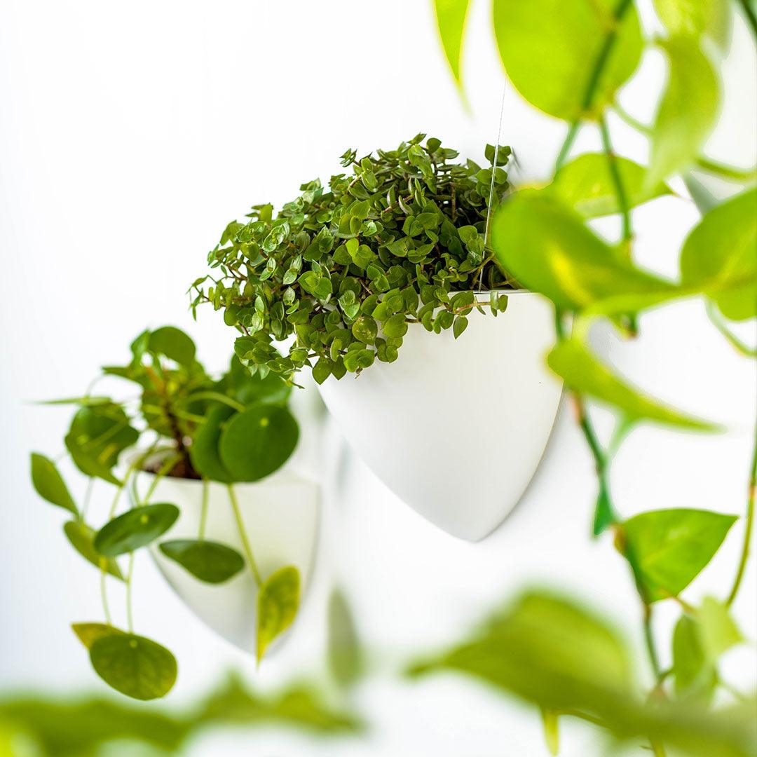 Artiteq Botaniq Blomsterpotte for opphengssystemer komplettset - Bildeopphengssystem