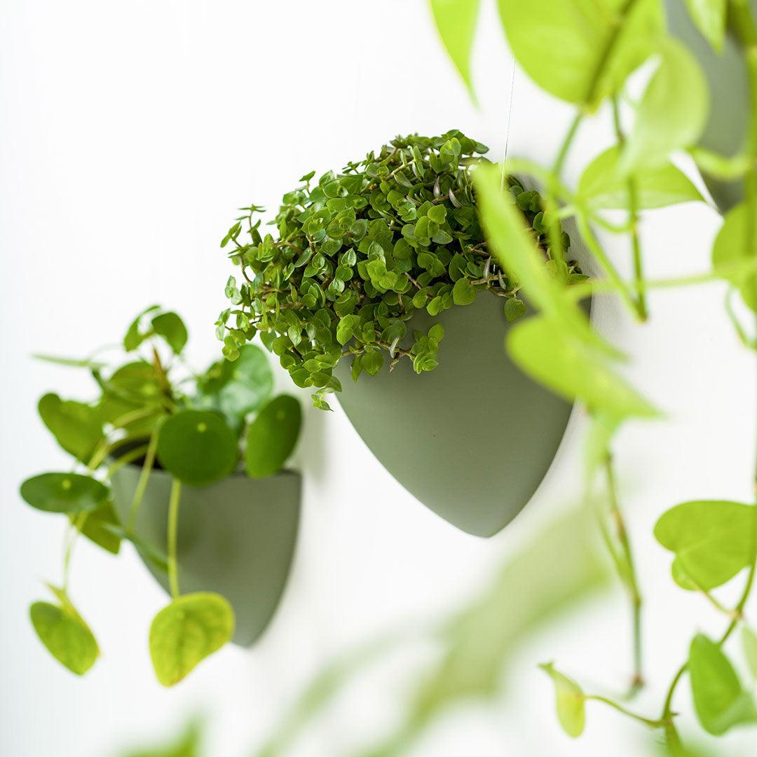Artiteq Botaniq Blomsterpotte for opphengssystemer komplettset - Bildeopphengssystem